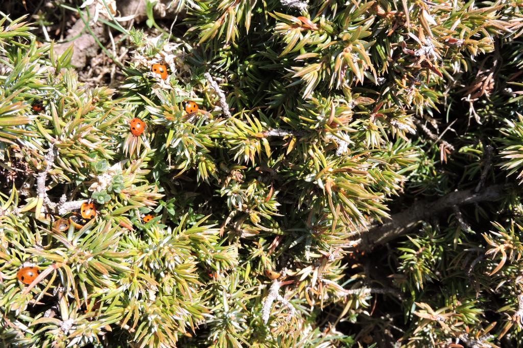 Coccinella septempunctata sul Gennargentu